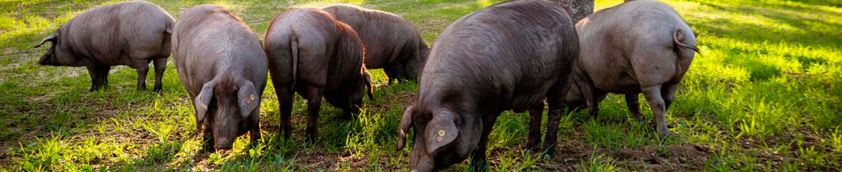 Lotes de producto embutido Ibérico de Bellota